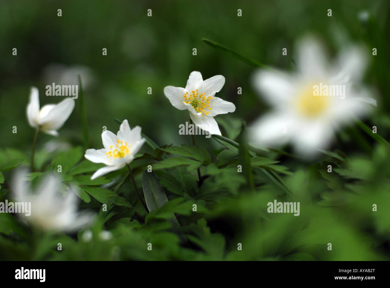 Anémone des bois (Anemone nemorosa) plante printemps forestiers. Banque D'Images