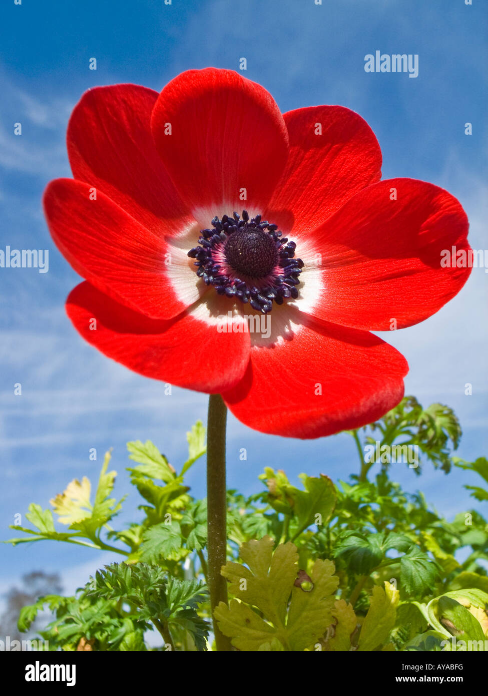 Anemone fleur Groupe de Caen en avril dans un jardin Banque D'Images