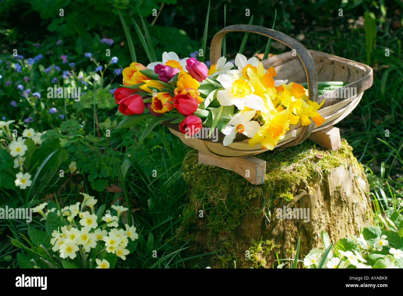 Les fleurs de printemps dans un jardin en bois Trug dans un jardin de campagne anglaise Banque D'Images