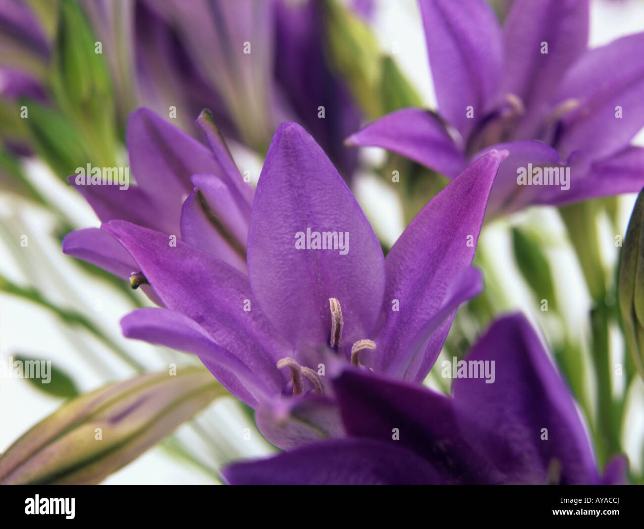 Close up de fleurs jacinthes californien Banque D'Images