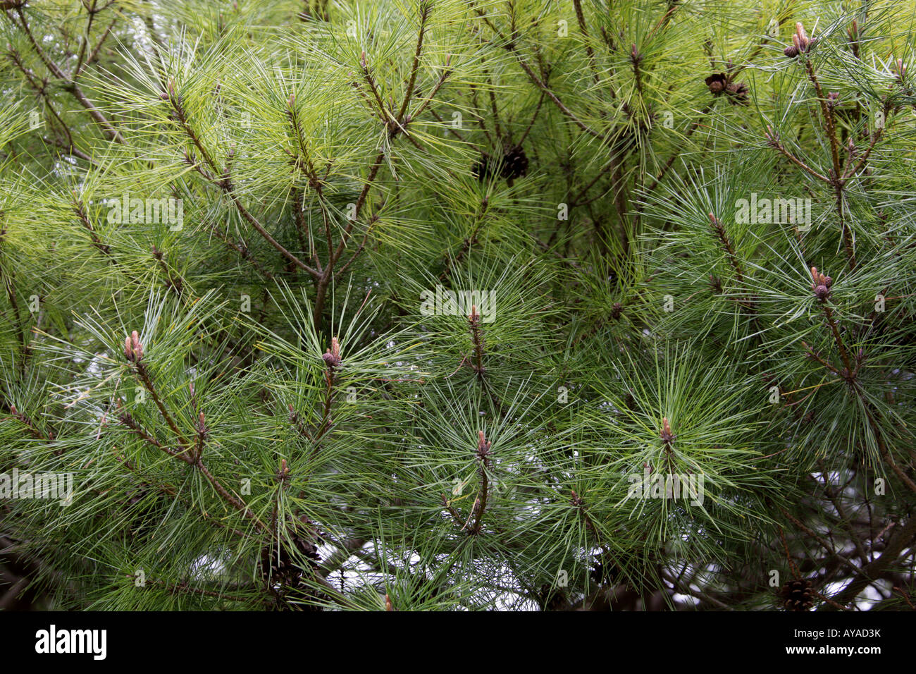 Pin nain de Sibérie aka Pierre japonais pin Pinus pumila Pinaceae Asie du Nord-Est Banque D'Images