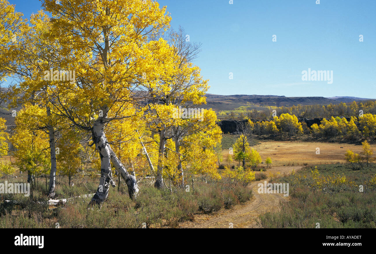 Une route de campagne et une vue de l'aspen les arbres pendant l'automne changement de couleur en octobre dans les montagnes Steens Banque D'Images