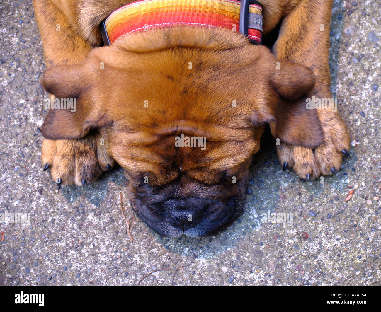 Semaine 10 Old English Bulldog chiot dormir sur le béton aucune version disponible Banque D'Images