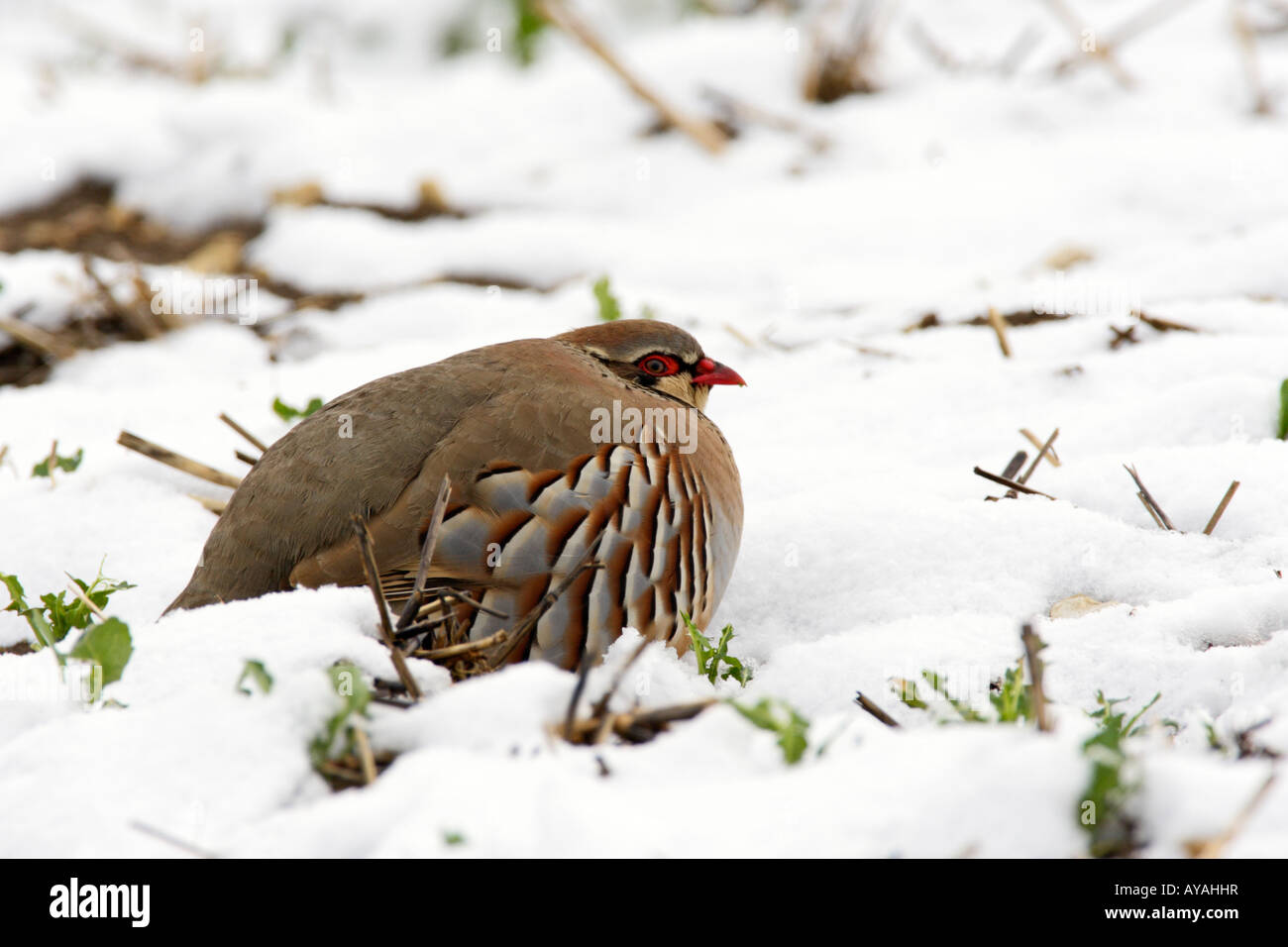 Pattes rouge partridge Alectoris rufa dans snow Therfield Hertfordshire Banque D'Images