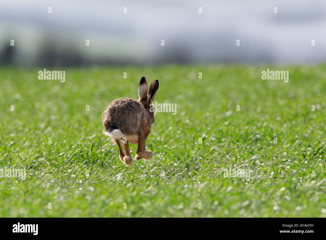 Lièvre brun Lepus europaeus en hiver les épis de blé jusqu'à l'exécution d'alerte Therfield Hertfordshire Banque D'Images