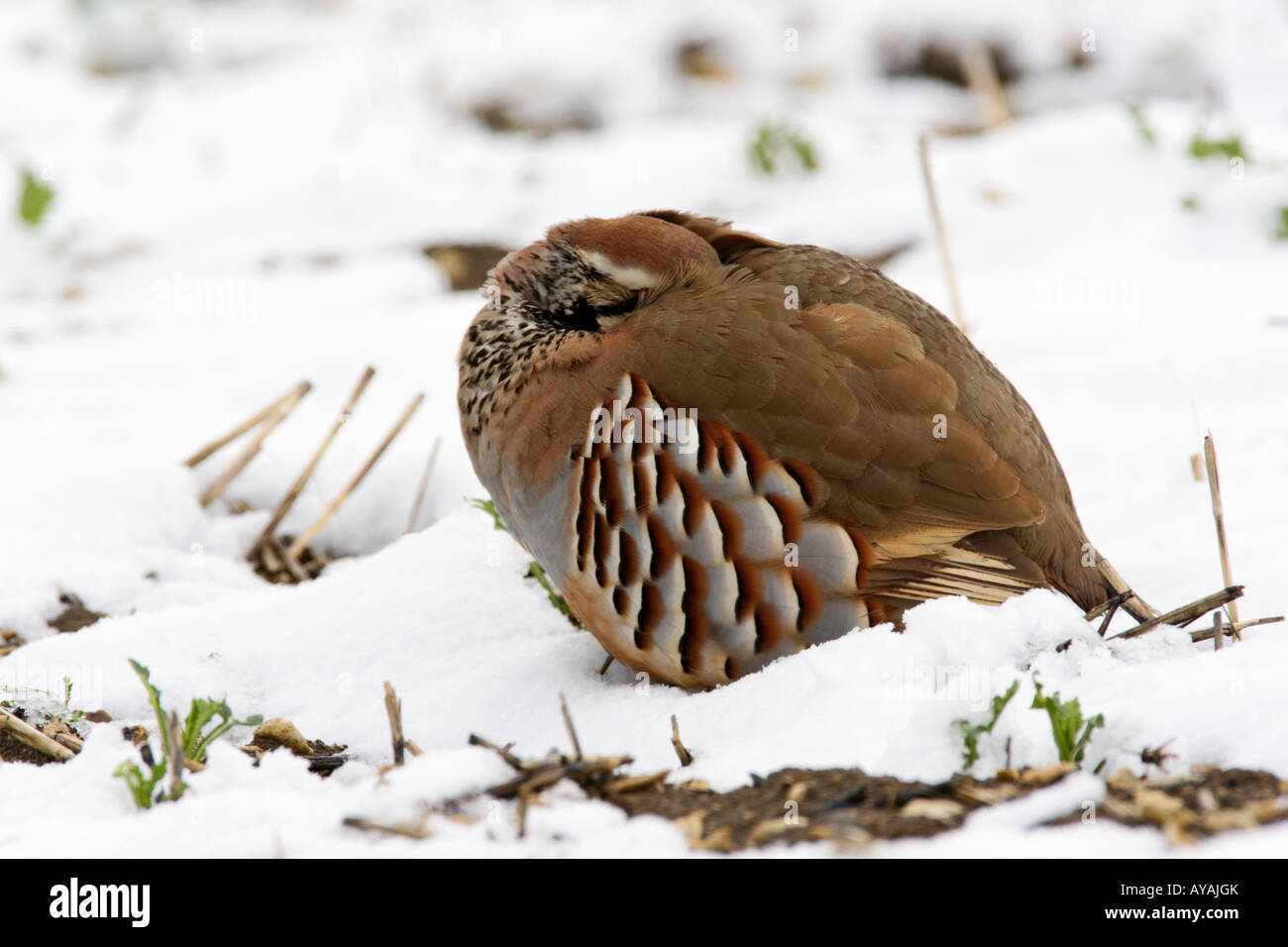 Alectoris rufa perdrix rouge pattes dans la neige sous chef Therfield aile Hertfordshire Banque D'Images