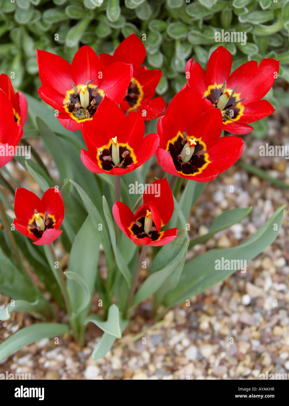 Red Tulip Tulipa sp Liliaceae Caucase Asie de l'Ouest Banque D'Images