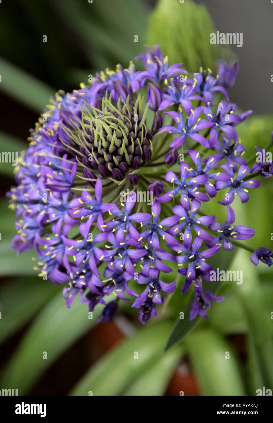 Portuguese Squill Scilla peruviana var venusta Banque D'Images