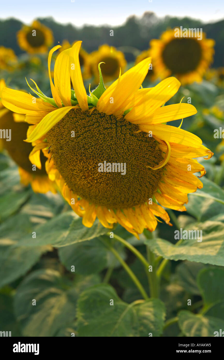 ROCK HILL EN CAROLINE DU SUD Domaine de tournesols jaune vif avec le maïs cultivé dans un champ public dove en Caroline du Sud Banque D'Images