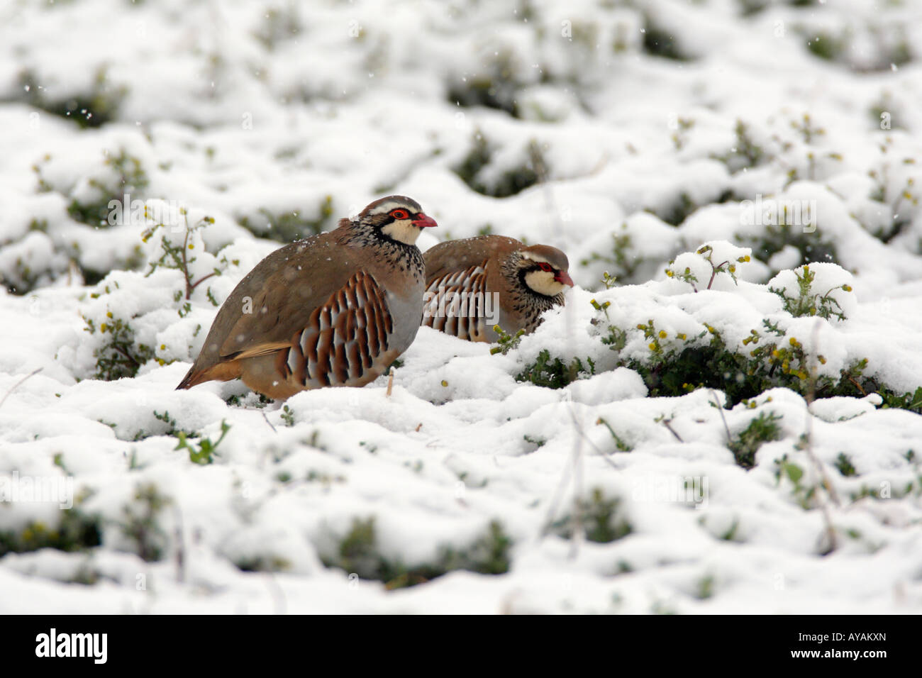 Pattes rouge paire partridge Alectoris rufa dans snow Therfield Hertfordshire Banque D'Images