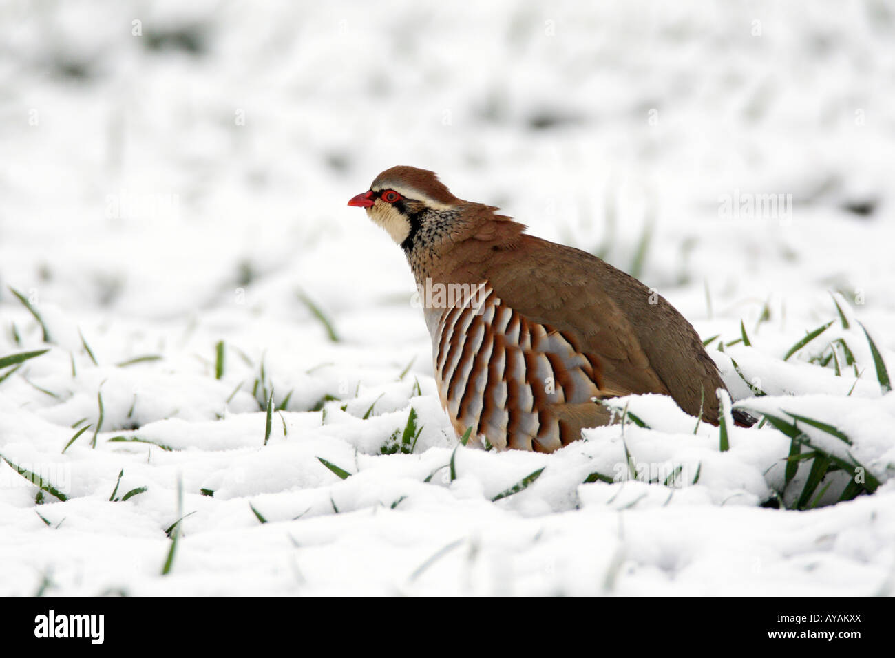 Alectoris rufa perdrix rouge pattes dans la neige appelant Therfield Hertfordshire Banque D'Images