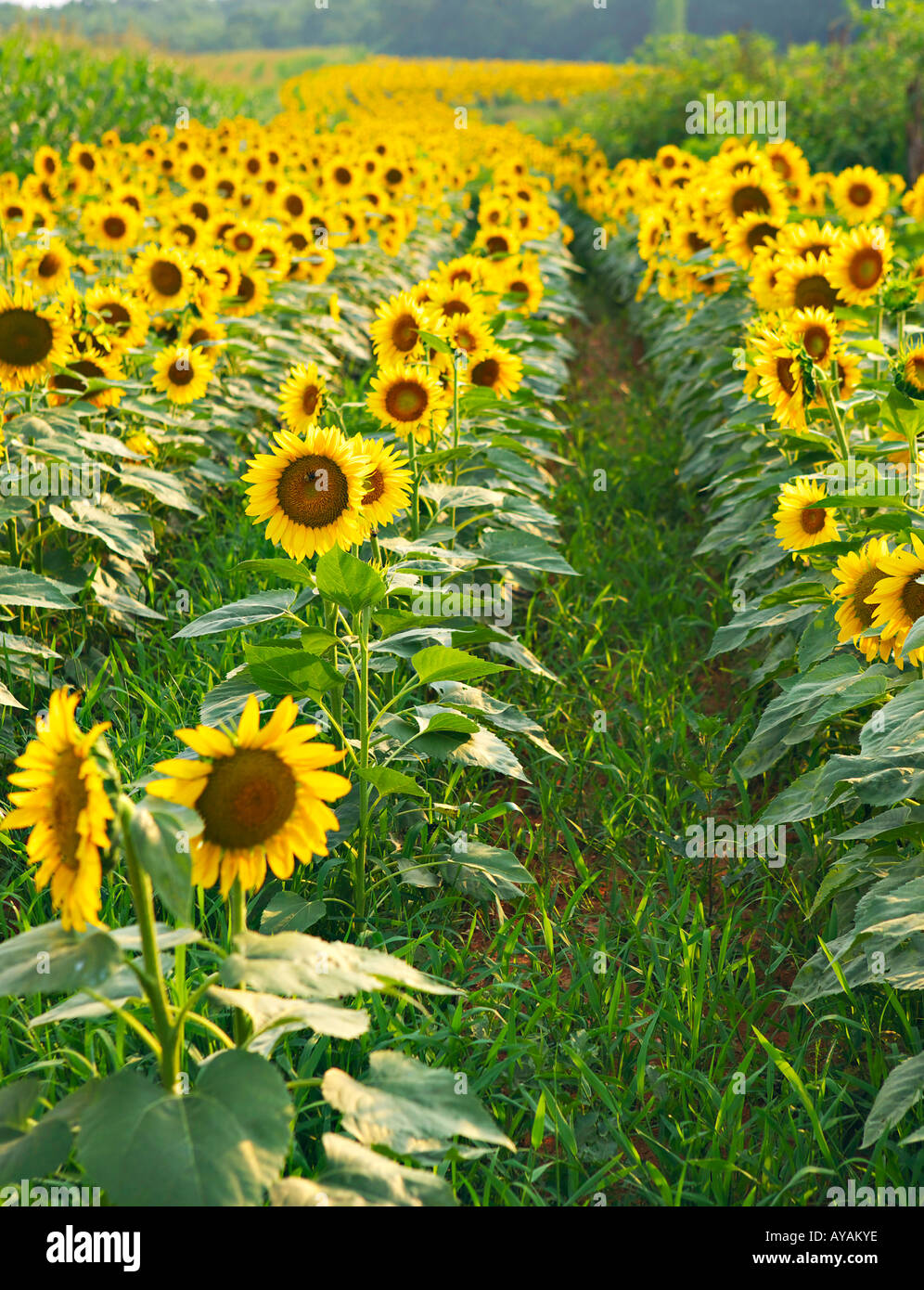 ROCK HILL EN CAROLINE DU SUD Domaine de tournesols jaune vif avec le maïs cultivé dans un champ public dove en Caroline du Sud Banque D'Images