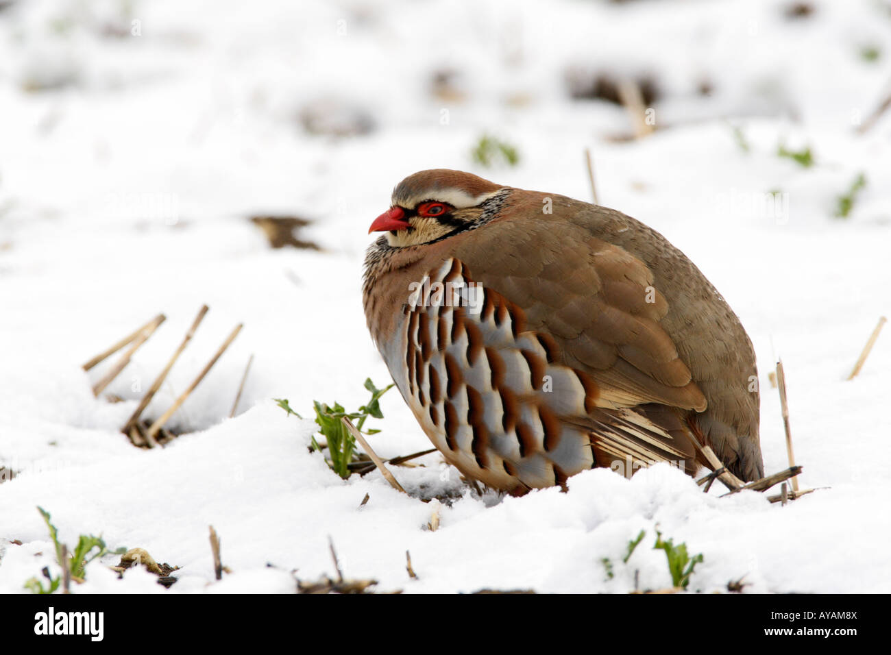 Pattes rouge partridge Alectoris rufa dans snow Therfield Hertfordshire Banque D'Images