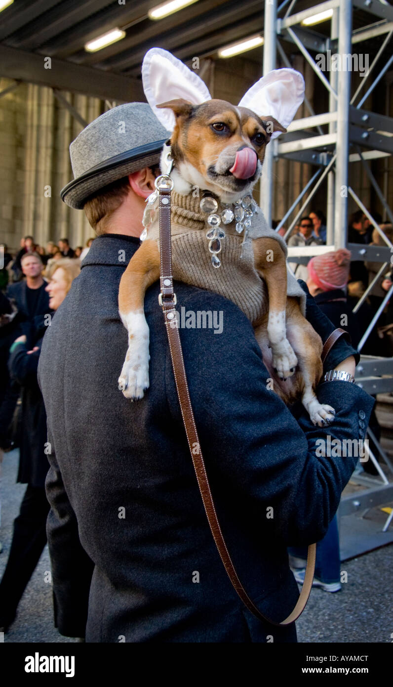 Un chien sports d'oreilles de lapin à l'Easter Parade sur la Fifth Avenue New York City Banque D'Images