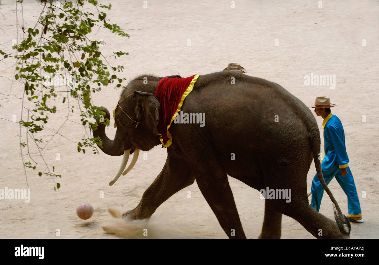 L'éléphant d'Asie en captivité kicking ball Elephas maximus dans elephant show pour les touristes à Wild Elephant Valley Yunnan Chine Banque D'Images