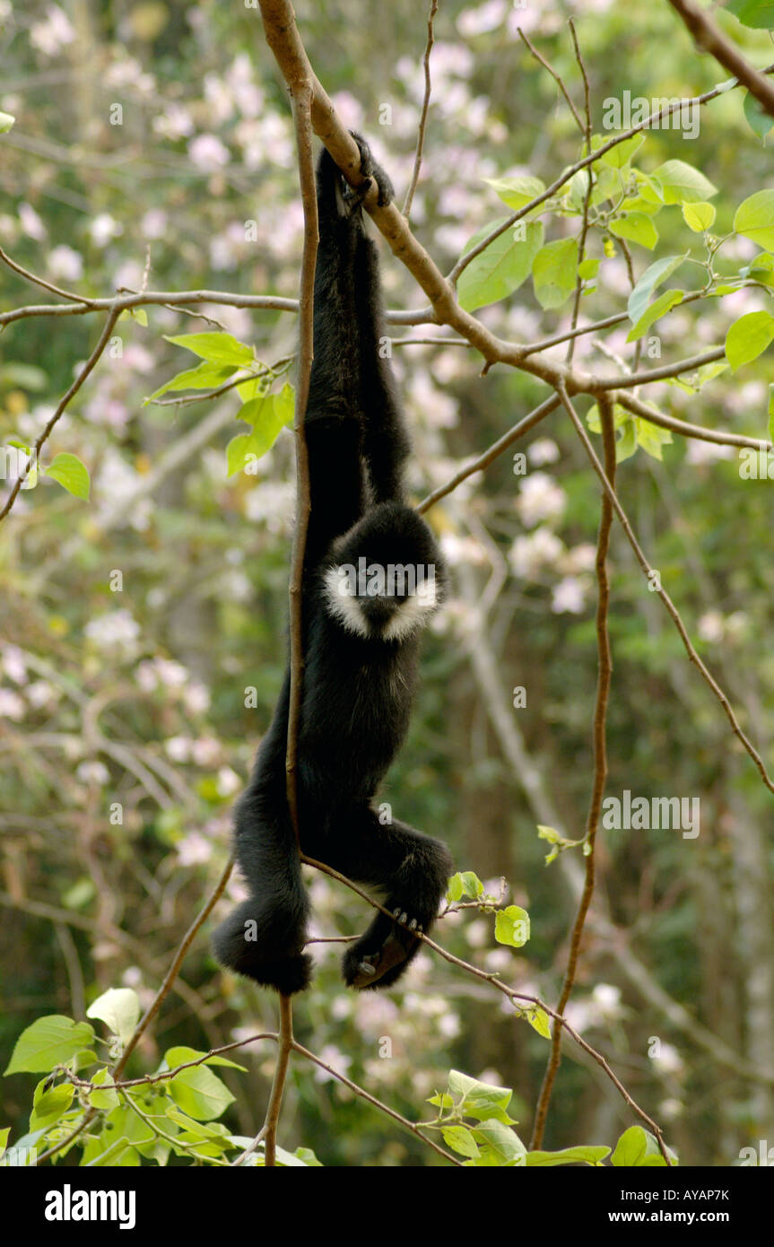 Gibbon à joues blanches chinois Hylobates concolor H leucigenys swinging in tree Yunnan Chine a bras démesurés et crochet comme des doigts Banque D'Images