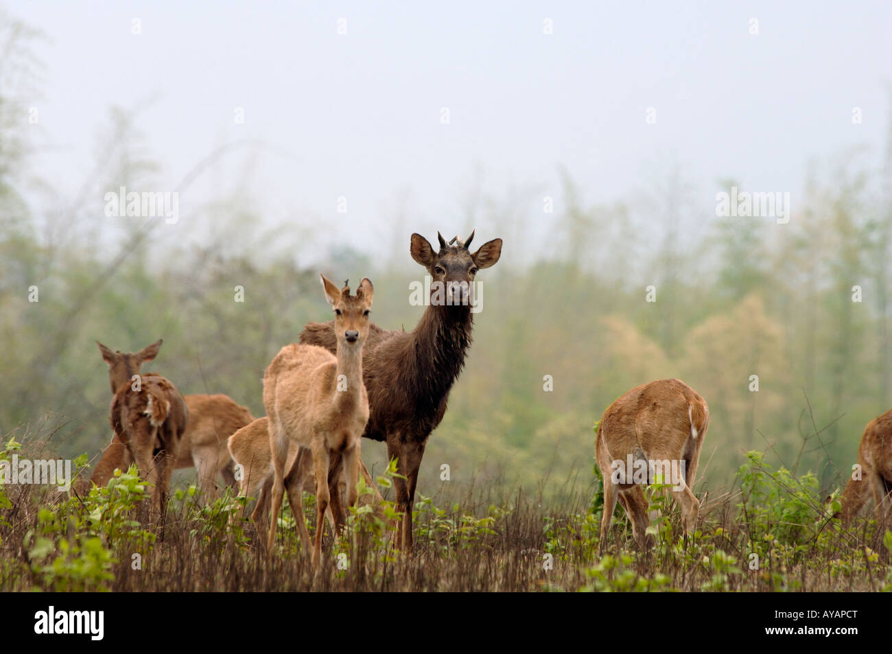 Disparition Dmf deer stag avec hind sur réserve naturelle de l'île de Hainan Le Xian Chine partie d'un programme de reproduction en captivité Banque D'Images