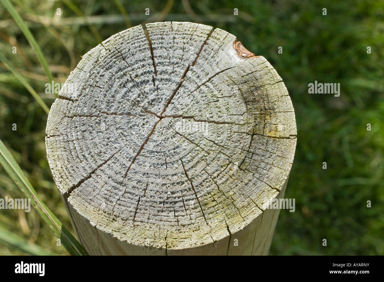 Grain fin, les anneaux de croissance des arbres (2). Vue du dessus top. Gros plan (macro) Banque D'Images