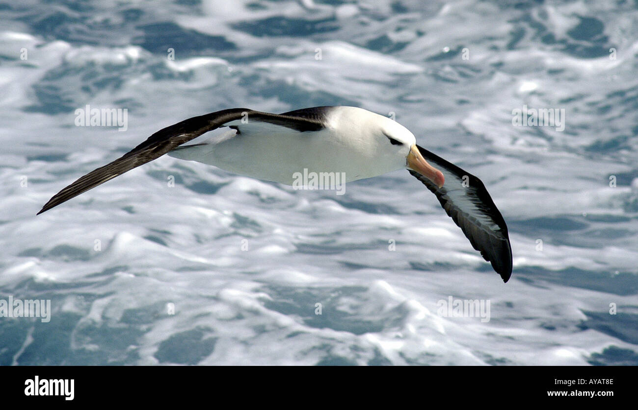 Merle noir albatros sont facilement la scène depuis l'arrière du navire Banque D'Images