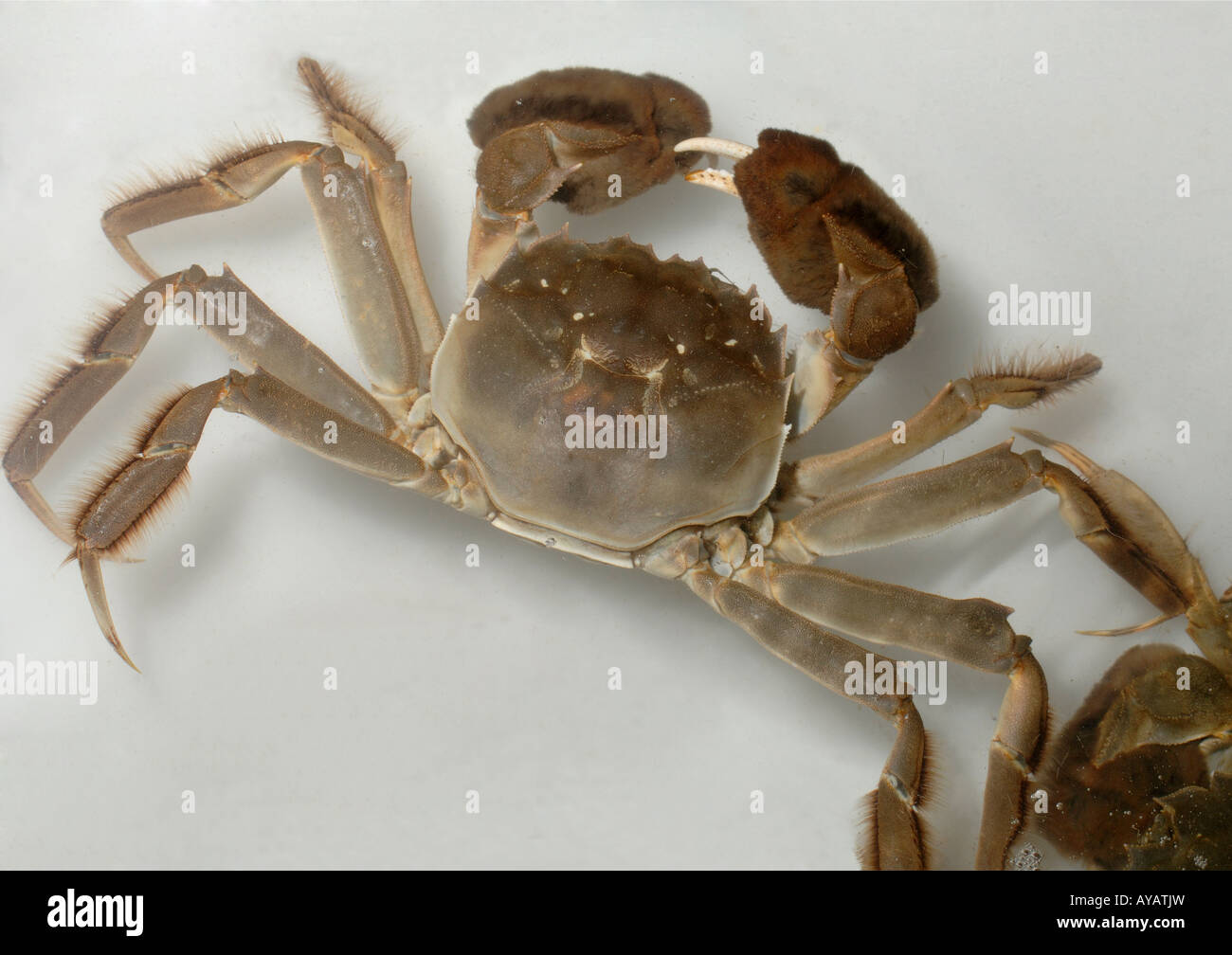 Crabe chinois Eriocheir sinensis beaucoup de délicatesse en Chine Banque D'Images