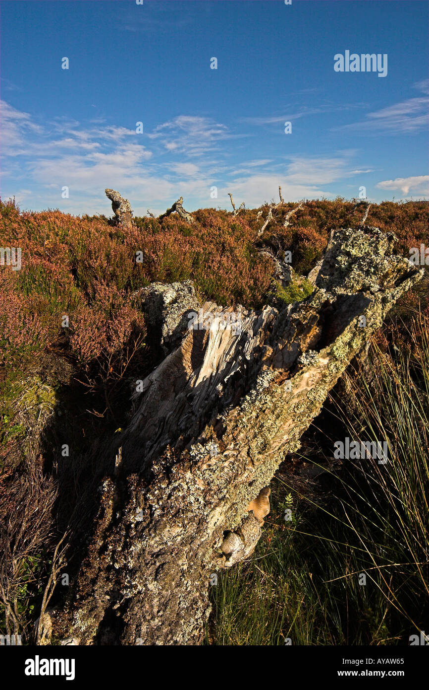 Vieux Bouleau Dava Moor Ecosse Banque D'Images