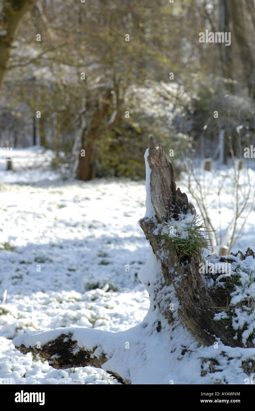 Lyminge Woods, dans le Kent, en Angleterre à la fin du printemps Banque D'Images