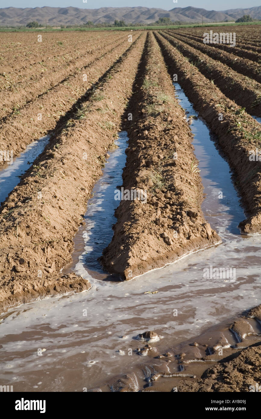 Yuma Arizona eau coule dans les lignes d'un champ irrigué étant sur une grande ferme Banque D'Images