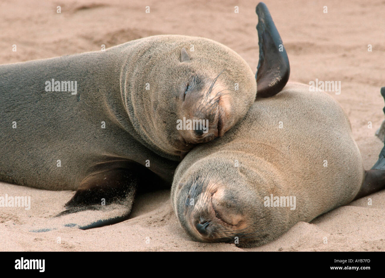 Les Otaries à fourrure d'Afrique du Sud Cape Cross en Namibie Suedafrikanische Seebaeren Arctocephalus pusillus Cape Cross en Namibie Zwergseebär Banque D'Images