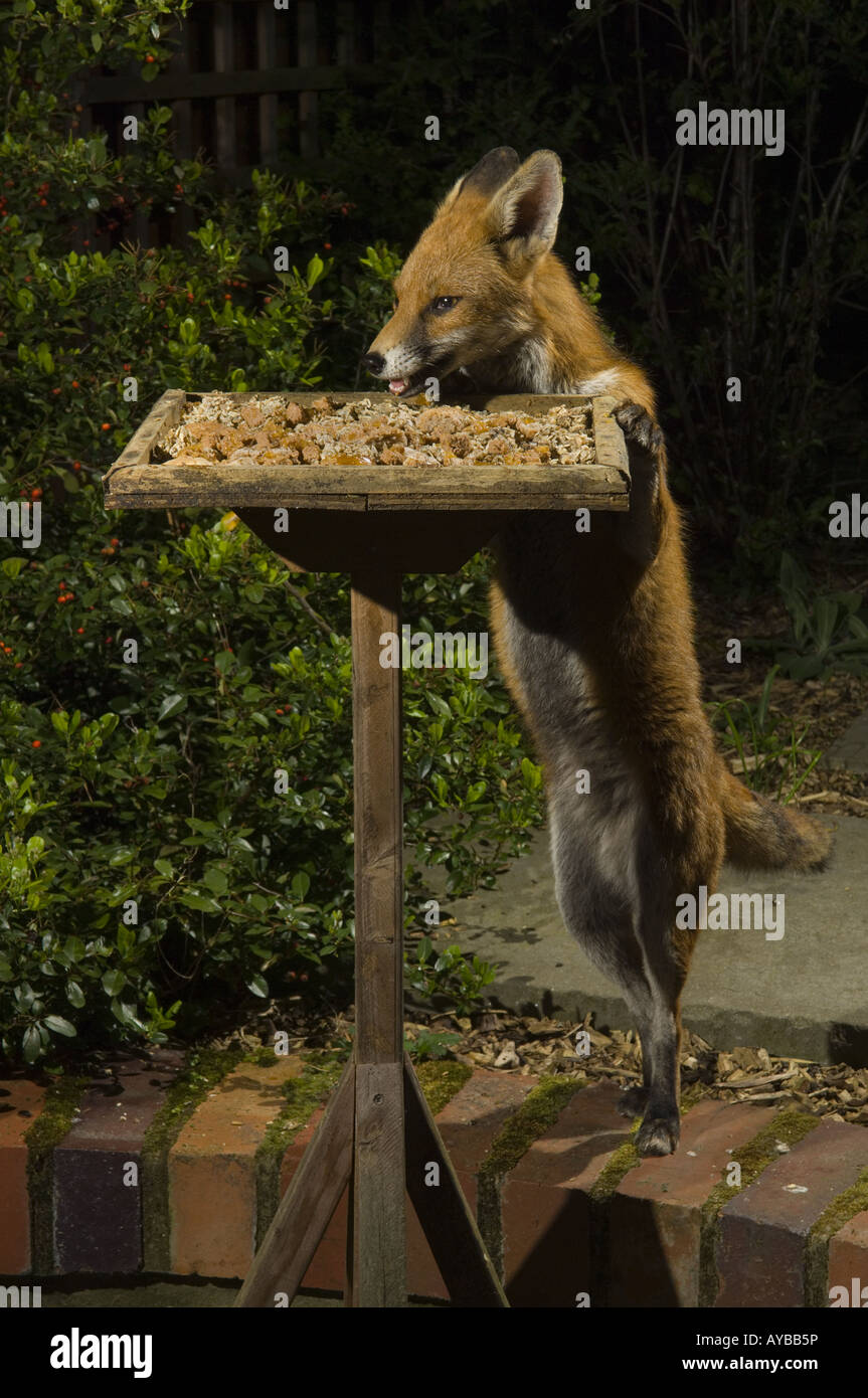 Un milieu urbain Fox Vulpes vulpes prend des aliments provenant d'un oiseau de nuit table de jardin, Bristol, Royaume-Uni, l'Europe. Banque D'Images