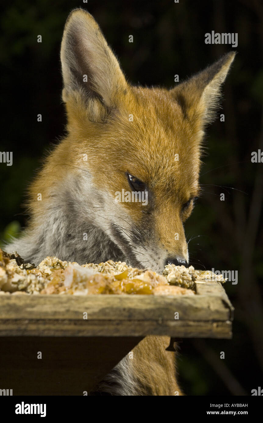 Un milieu urbain Fox Vulpes vulpes prend des aliments provenant d'un oiseau de nuit table de jardin, Bristol, Royaume-Uni, l'Europe. Banque D'Images