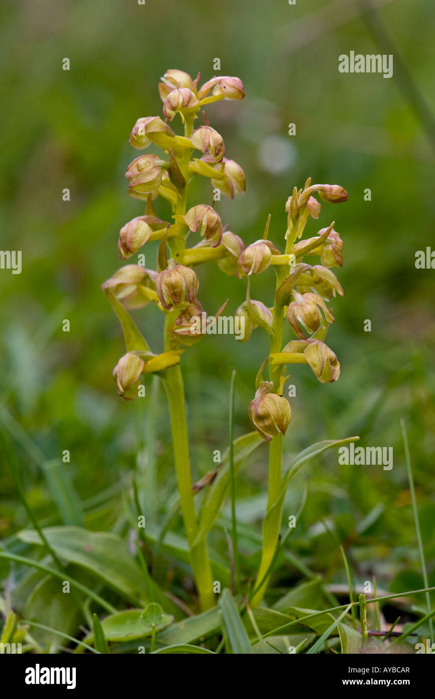 Frog Orchid, Coeloglossum viride Banque D'Images