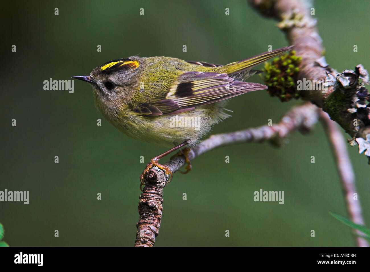 Goldcrest, Regulus regulus Banque D'Images