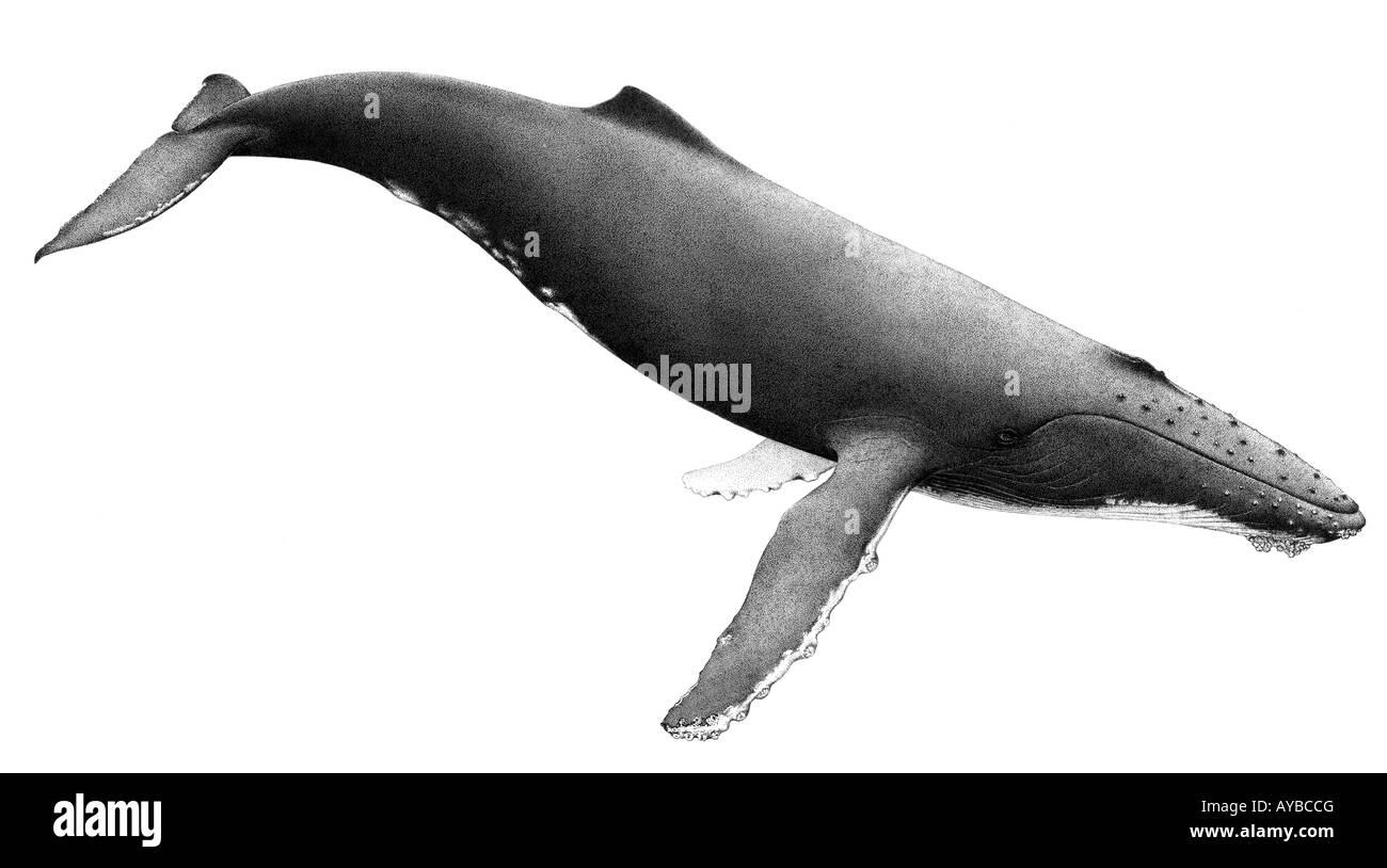 Baleine à bosse (Megaptera novaeangliae), dessin Banque D'Images