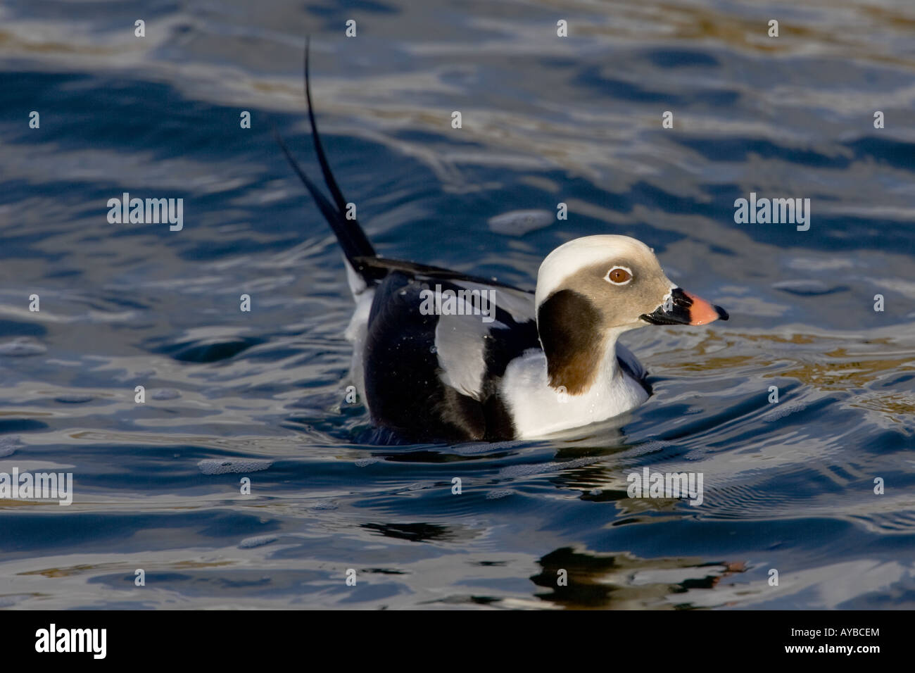 Drake, le harelde kakawi Clangula hyemalis, en plumage d'hiver Banque D'Images