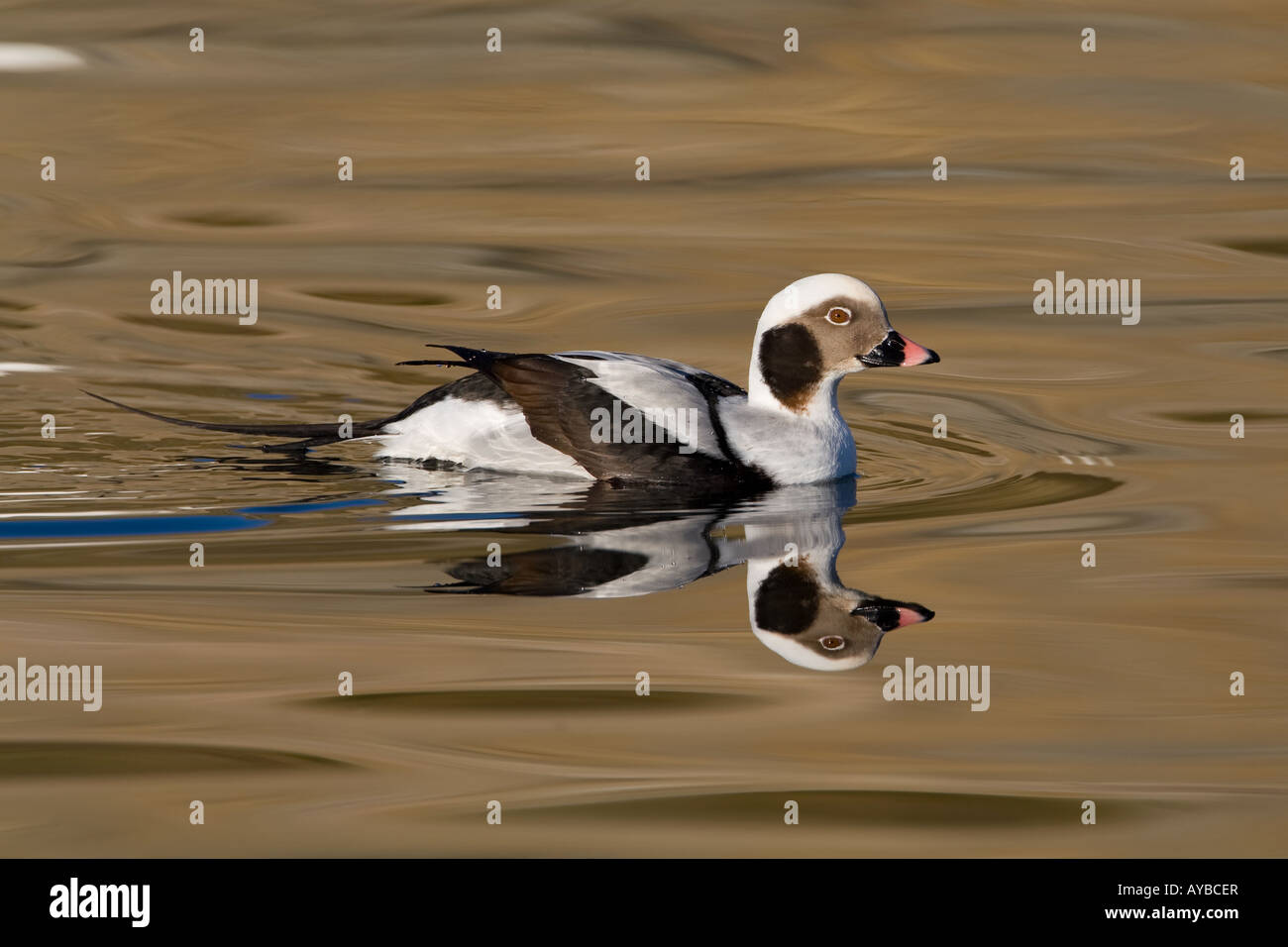 Drake, le harelde kakawi Clangula hyemalis, en plumage d'hiver Banque D'Images