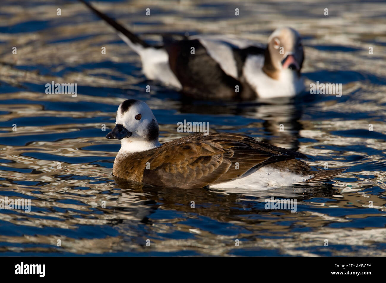 Le Harelde kakawi Clangula hyemalis, Banque D'Images