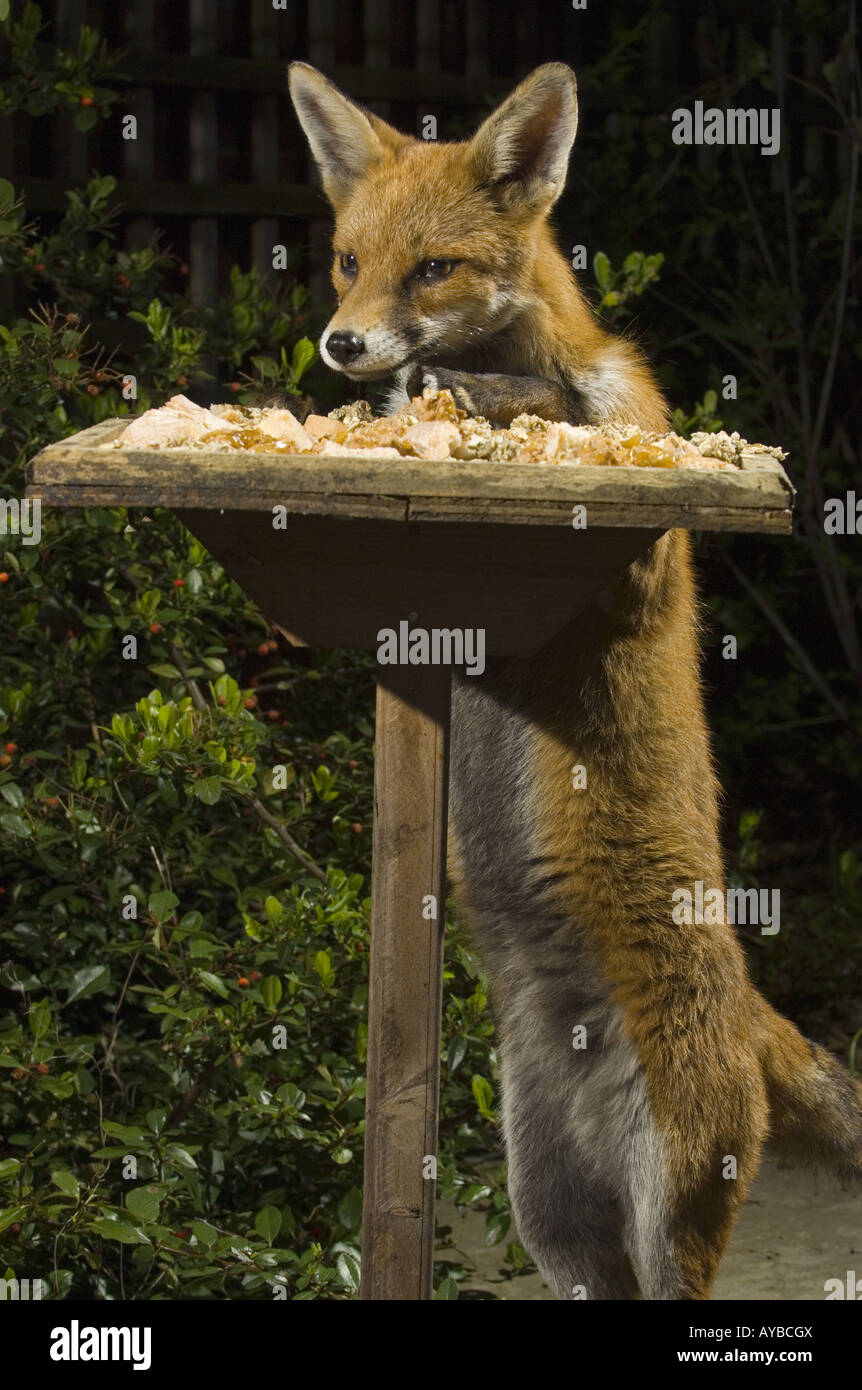 Un milieu urbain Fox Vulpes vulpes prend des aliments provenant d'un oiseau de nuit table de jardin, Bristol, Royaume-Uni, l'Europe. Banque D'Images