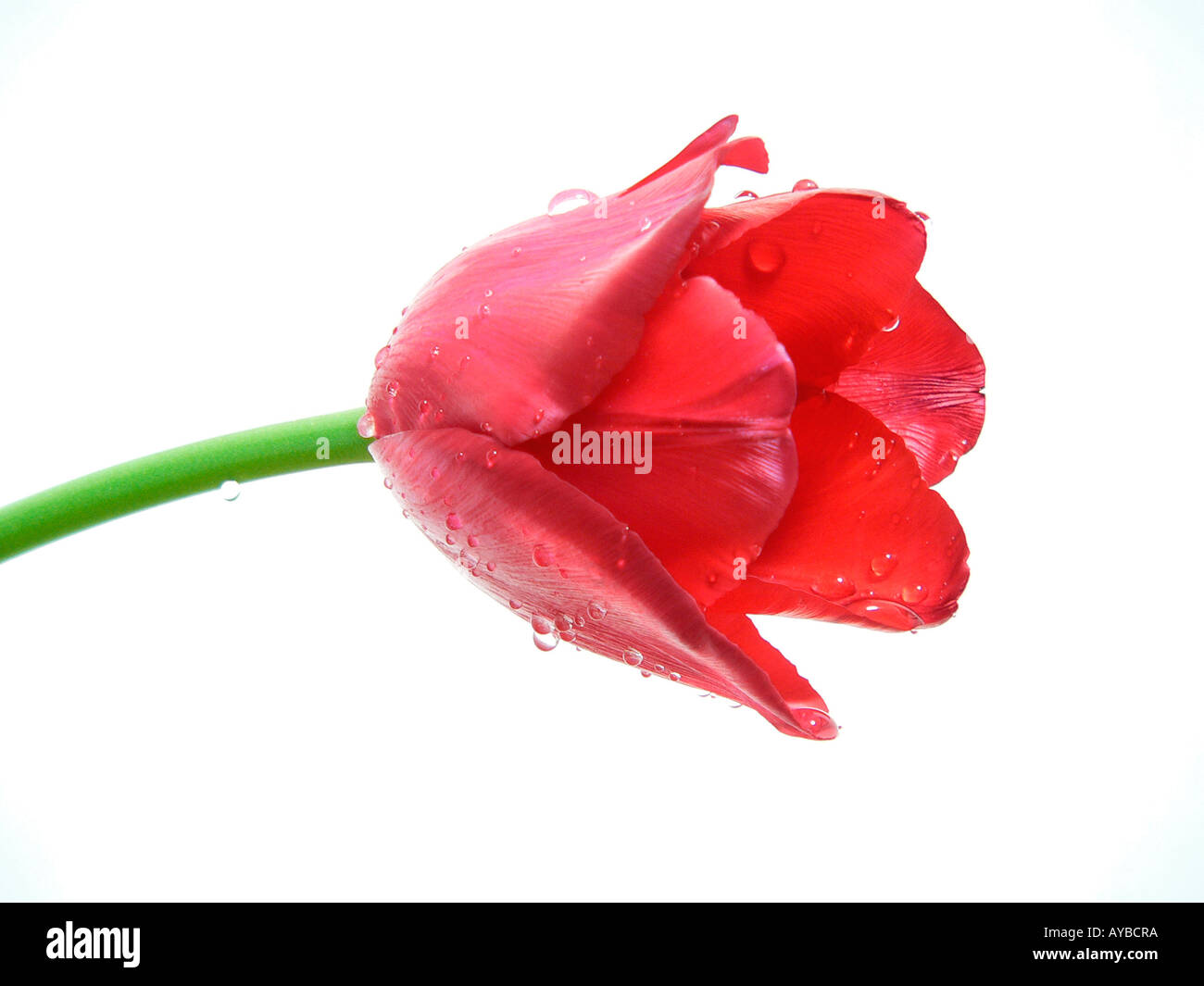 Tulipe rouge avec des gouttes d'eau Banque D'Images