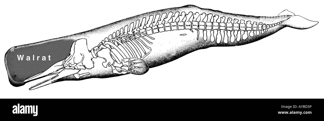 Le cachalot (Physeter macrocephalus, Physeter catodon), dessin voir squelette et spermaceti dans la tête Banque D'Images