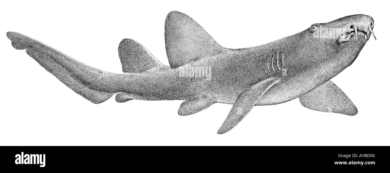 Requin nourrice de l'Atlantique (Ginglymostoma cirratum), illustration Banque D'Images Requin nourrice de l'Atlantique (Ginglymostoma cirratum), illustration Banque D'Images