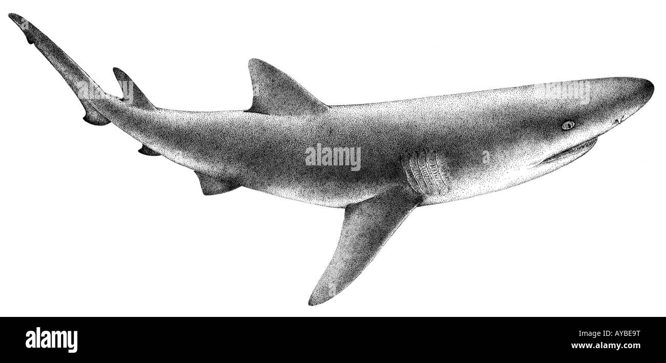 Le Requin Citron Negaprion Brevirostris Dessin Photo Stock Alamy