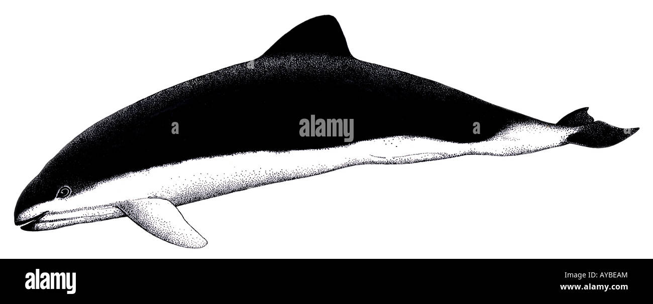 Marsouin à lunettes (Australophocaena dioptrica, Phocoena dioptrica), dessin Banque D'Images