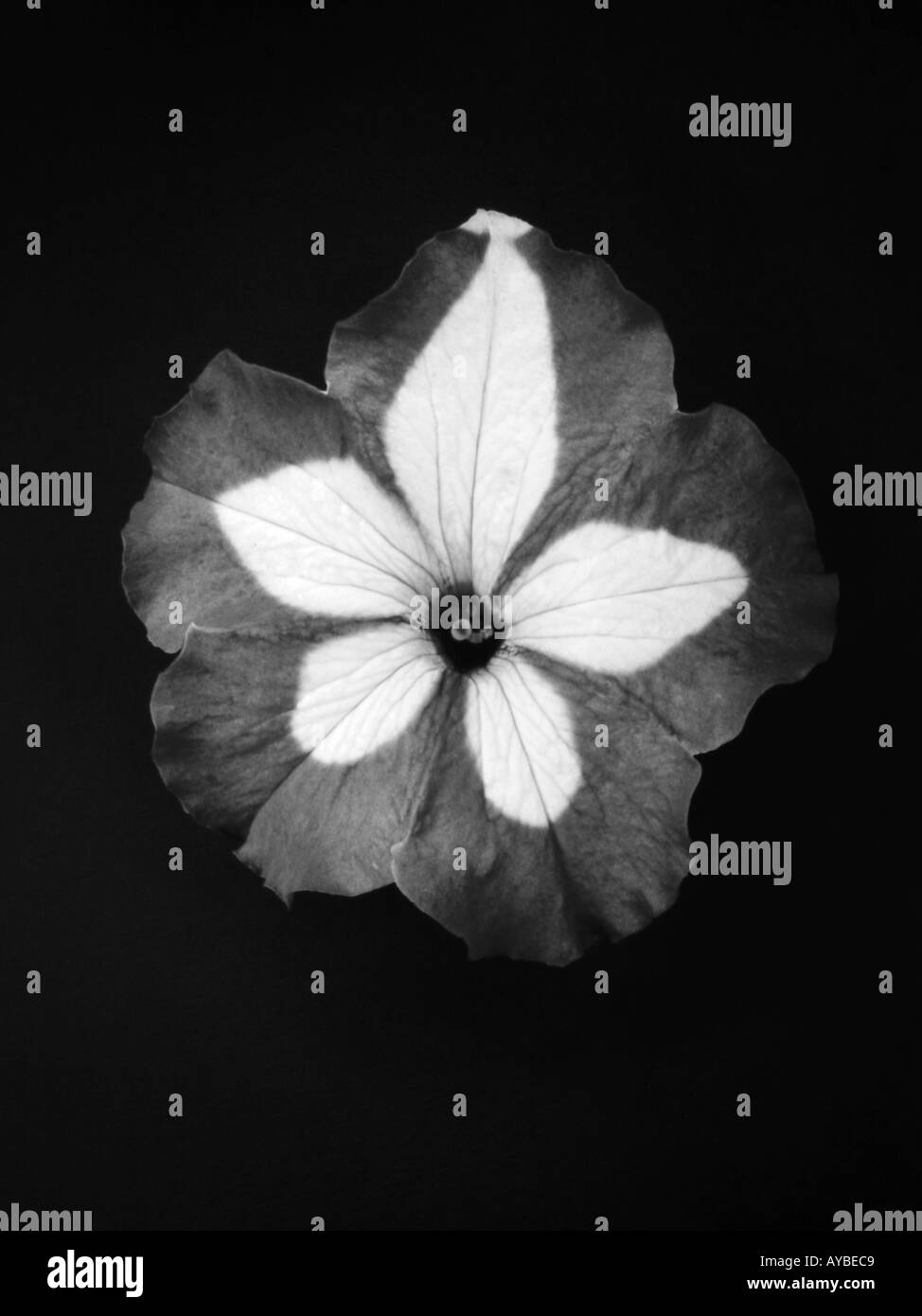 Pétunia en noir et blanc de divers largement cultivé en Amérique du Sud les plantes du genre famille Banque D'Images