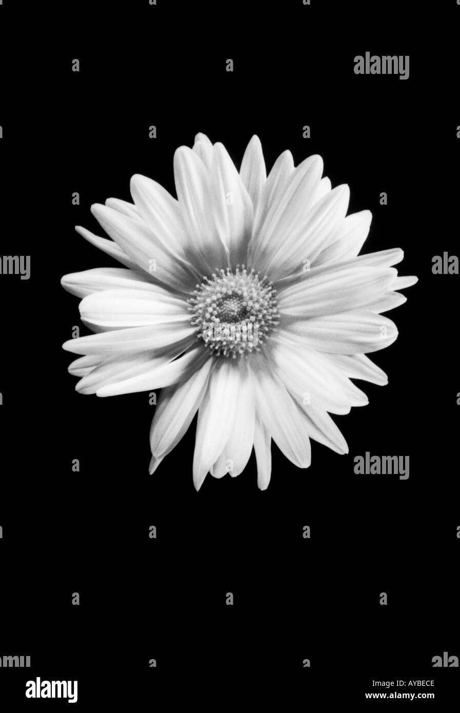 Tourné en noir et blanc Marguerite un hybride daisy ayant de grands capitules blanc daisylike Banque D'Images