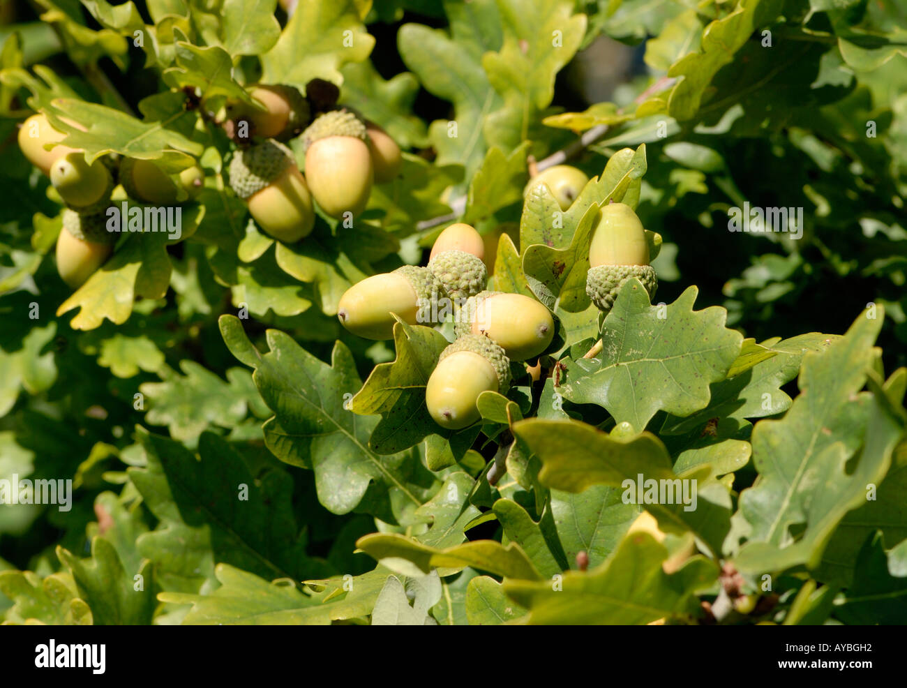 Les glands graines du chêne pédonculé ou Quercus robur et feuilles de chêne Bedgebury Forest Kent UK Banque D'Images