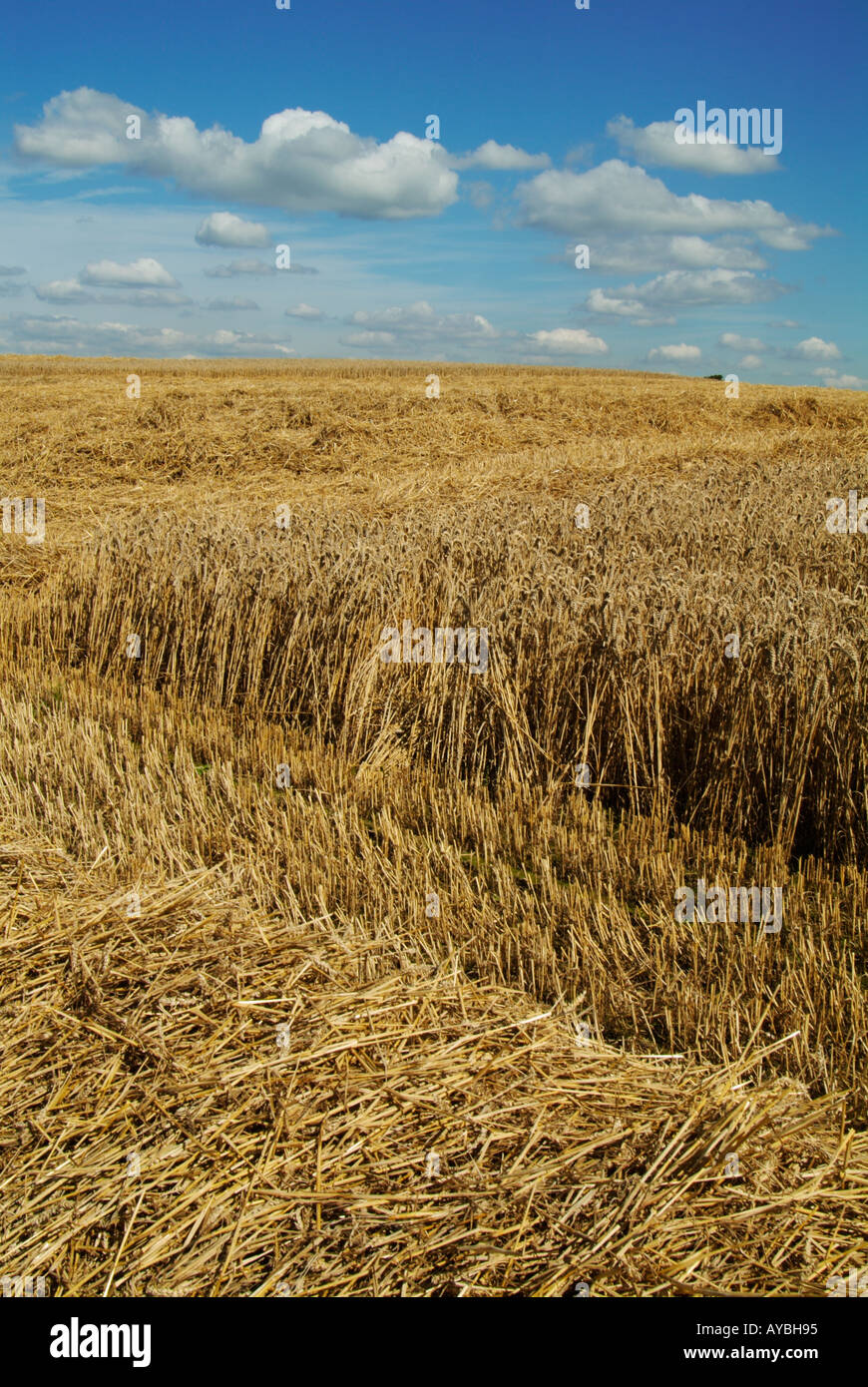 La récolte Derbyshire Angleterre english british UK GB EU Europe Banque D'Images