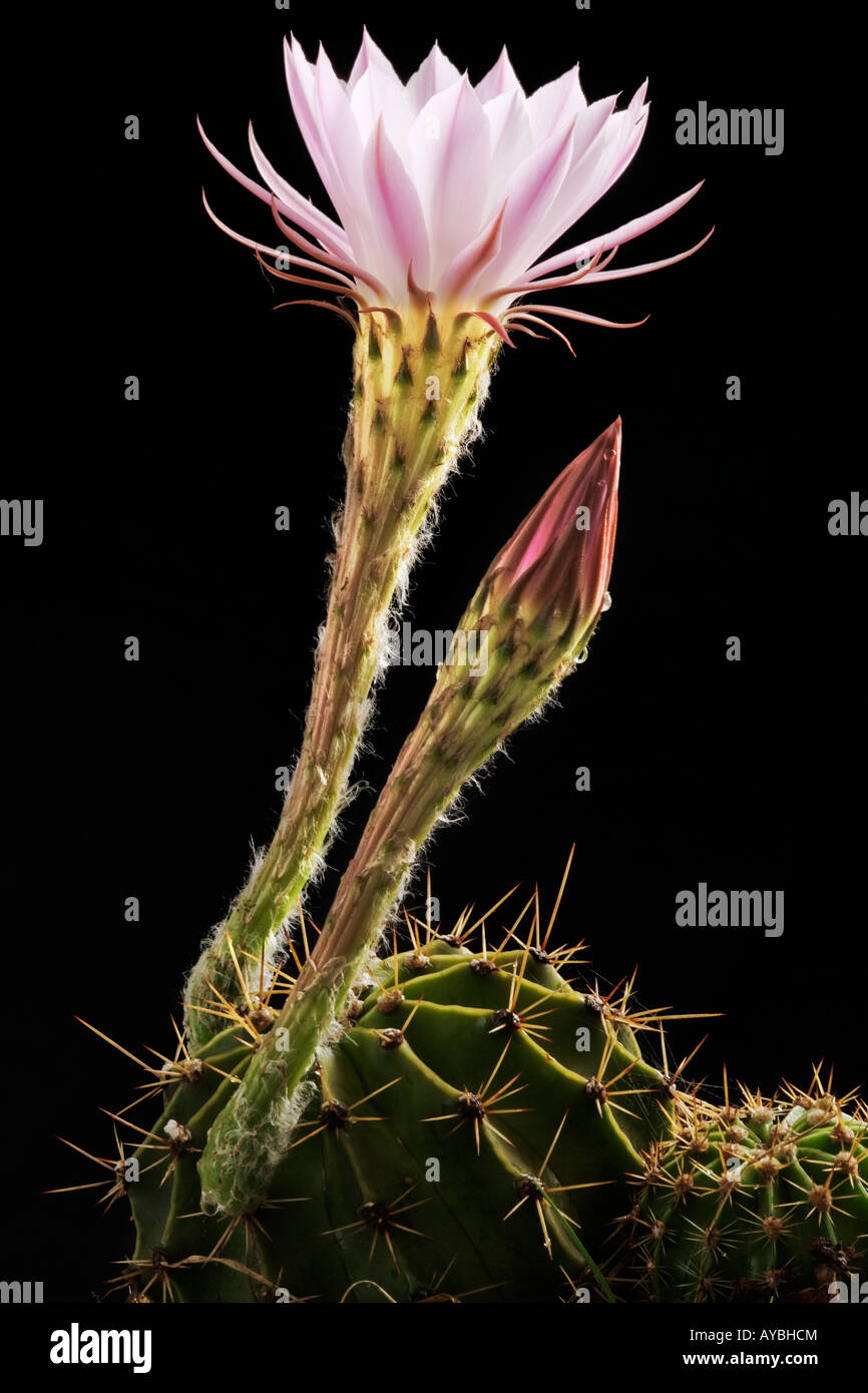 Fleur de cactus tourné sur un fond noir Banque D'Images