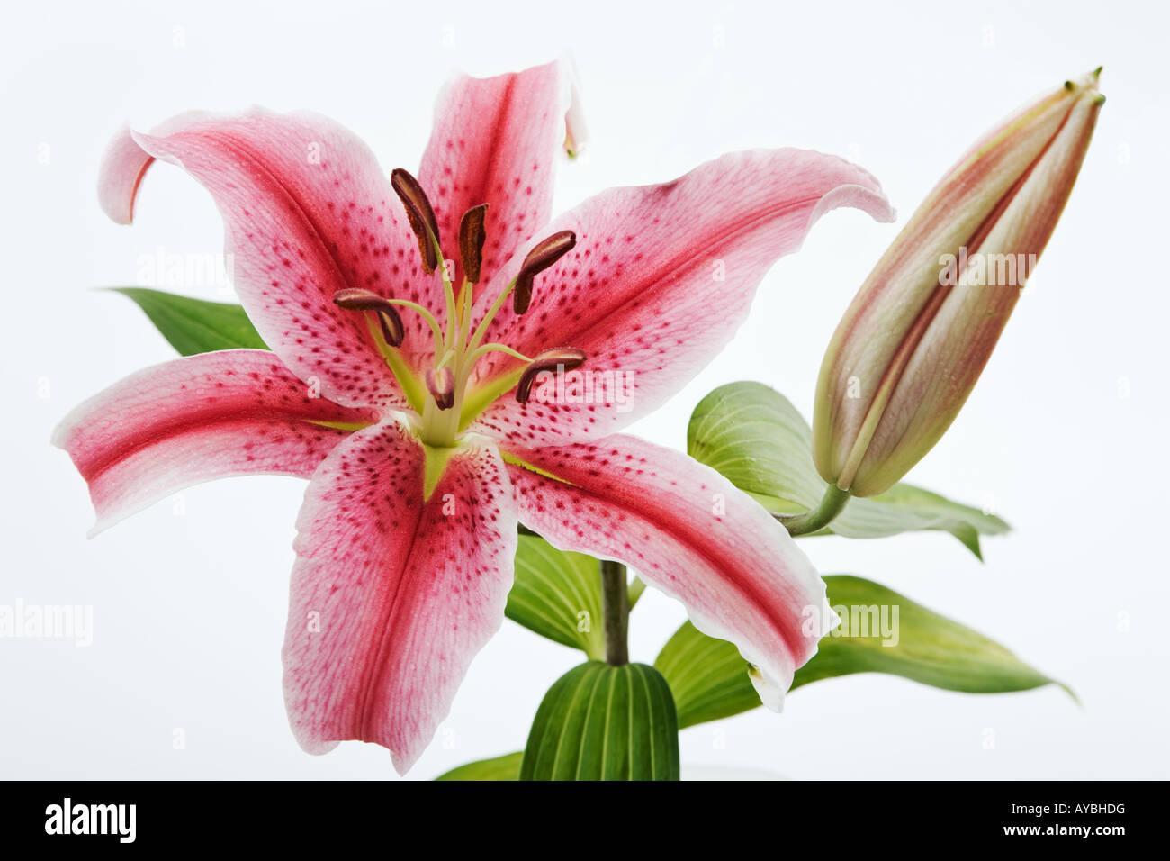 Lily Lilium Stargazer Stargazer un hybride parfumé de muguet Oriental group  Studio shot sur un fond blanc Photo Stock - Alamy