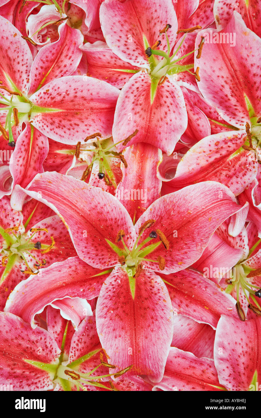Lily Lilium Stargazer Stargazer masse de ces hybrides parfumé de muguet Oriental group Banque D'Images