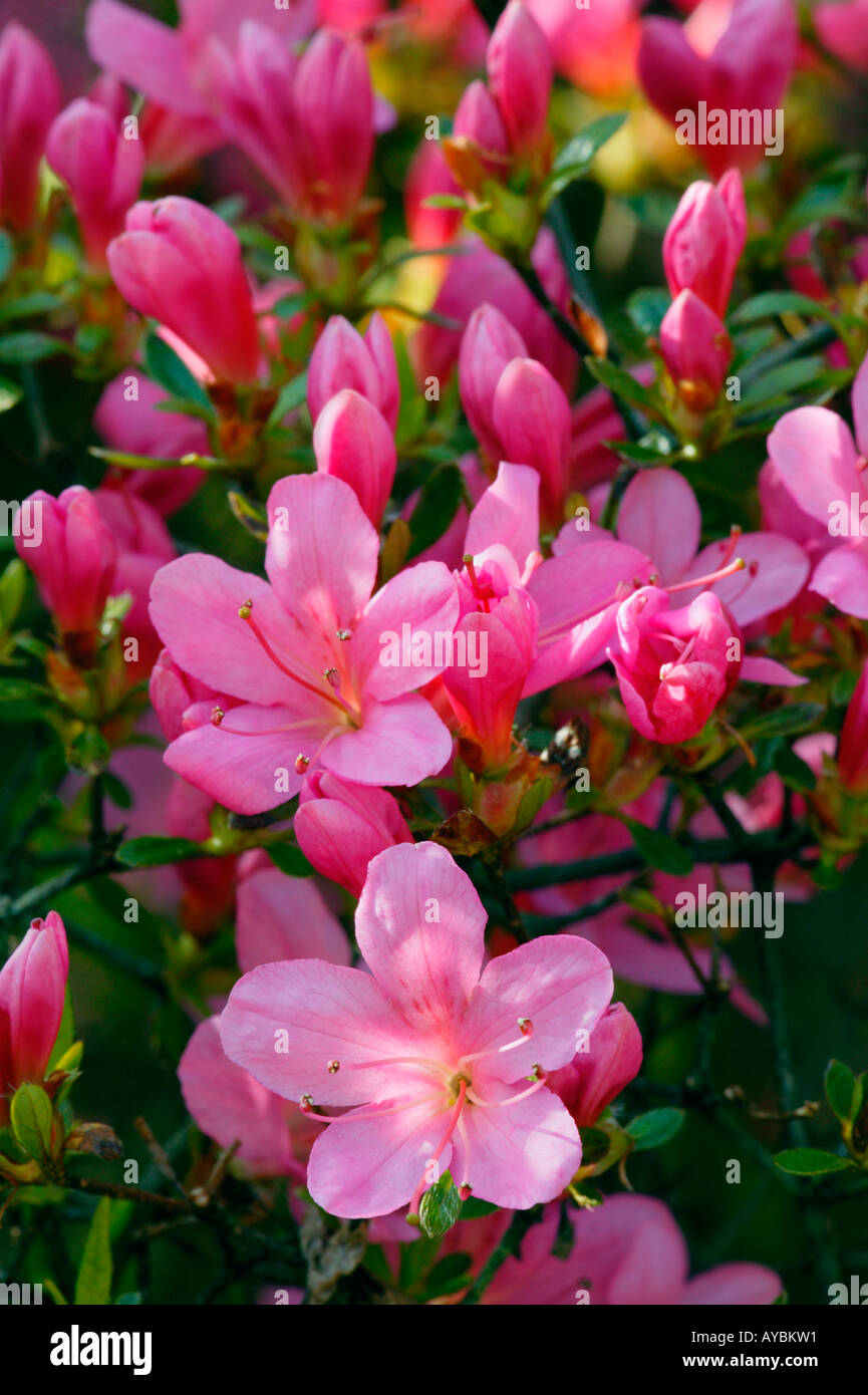 Rhododendron, Azalée. Fleurs roses en elevant vers la lumière, avril, Gloucestershire UK Banque D'Images